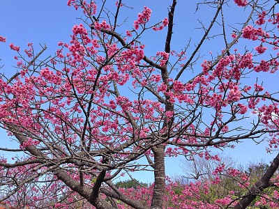 名護城趾公園の桜