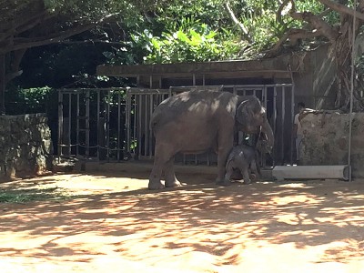 赤ちゃん象＆母象