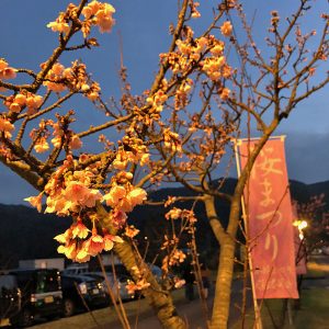 八重岳の夜桜